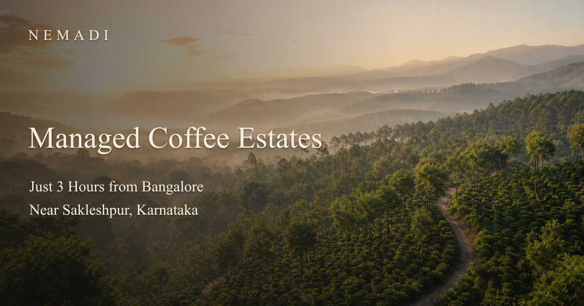Western Ghats coffee estate at sunrise